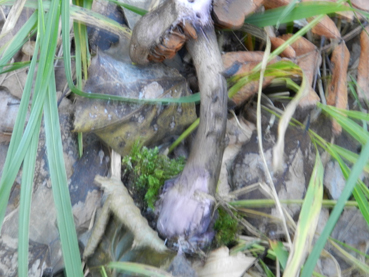 ritrovamenti 11 ottobre